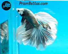 Load image into Gallery viewer, Copper Marble Halfmoon Male