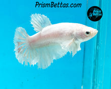 Load image into Gallery viewer, White Halfmoon Female