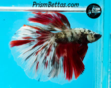Load image into Gallery viewer, Copper Marble Halfmoon Male