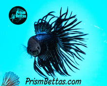 Load image into Gallery viewer, Black Orchid Crowntail Male