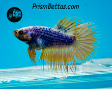 Load image into Gallery viewer, Grizzle Crowntail Female