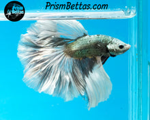 Load image into Gallery viewer, Copper Marble Halfmoon Male