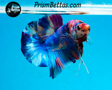 Load image into Gallery viewer, Rainbow Marble Halfmoon Plakat Male