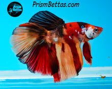 Load image into Gallery viewer, Candy Koi Halfmoon Male