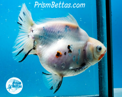 Tricolor Ryukin Male (4.5 inch length) Imported from Thailand