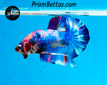 Load image into Gallery viewer, Rainbow Marble Halfmoon Plakat Male