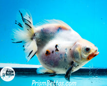 Load image into Gallery viewer, Tricolor Ryukin Male (4.5 inch length) Imported from Thailand