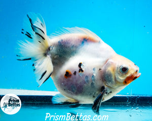 Tricolor Ryukin Male (4.5 inch length) Imported from Thailand