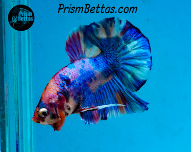 Rainbow Marble Halfmoon Plakat Male