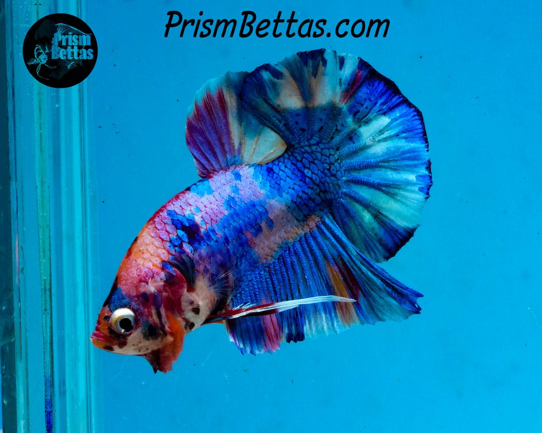Rainbow Marble Halfmoon Plakat Male