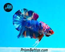 Load image into Gallery viewer, Rainbow Marble Halfmoon Plakat Male