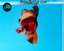 Load image into Gallery viewer, Candy Koi Halfmoon Male