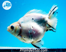 Load image into Gallery viewer, Tricolor Ryukin Male (4.5 inch length) Imported from Thailand