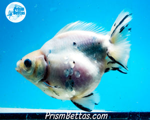 Tricolor Ryukin Male (4.5 inch length) Imported from Thailand