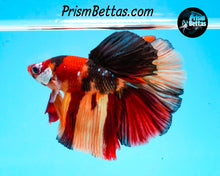 Load image into Gallery viewer, Candy Koi Halfmoon Male