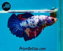 Load image into Gallery viewer, Marble Halfmoon Female