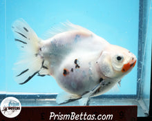 Load image into Gallery viewer, Tricolor Ryukin Male (4.5 inch length) Imported from Thailand