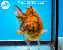 Load image into Gallery viewer, Calico Ryukin Male (5.25 inch length) Imported from Thailand