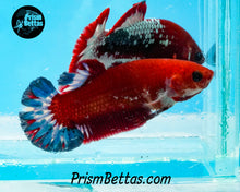 Load image into Gallery viewer, Marble Halfmoon Plakat Female