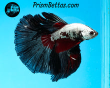 Load image into Gallery viewer, Dragon Butterfly Halfmoon Male