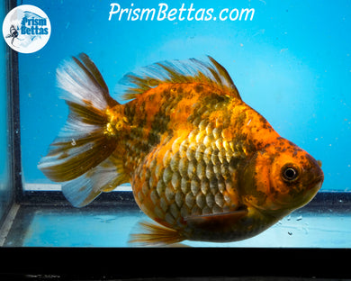 Calico Ryukin Male (4.5 inch length) Imported from Thailand