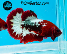 Load image into Gallery viewer, Marble Halfmoon Plakat Male