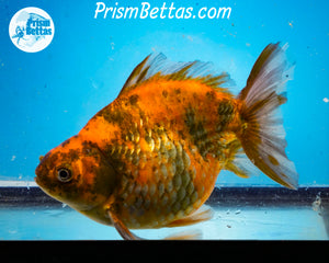 Calico Ryukin Male (5.25 inch length) Imported from Thailand