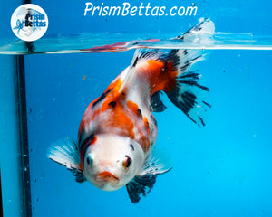 Calico Ryukin Male (5.25 inch length) Imported from Thailand