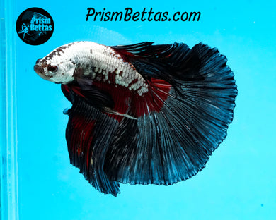 Dragon Butterfly Halfmoon Male