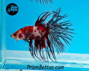 Red Koi Crowntail Male