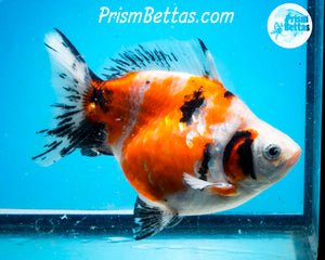 Calico Ryukin Male (5.25 inch length) Imported from Thailand