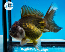 Load image into Gallery viewer, Premium Bronze Panda Oranda Male (5 inch length) Imported from Thailand