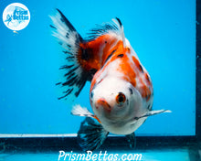 Load image into Gallery viewer, Calico Ryukin Male (5.25 inch length) Imported from Thailand