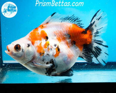 Calico Ryukin Male (5 inch length) Imported from Thailand