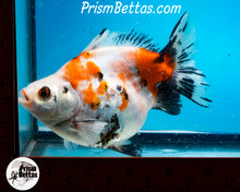 Load image into Gallery viewer, Calico Ryukin Male (5.25 inch length) Imported from Thailand