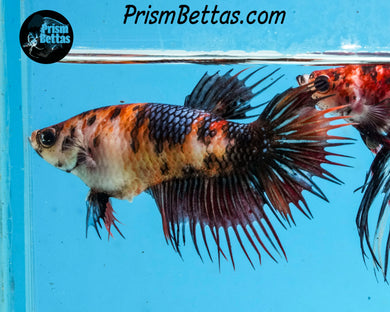 Candy Koi Crowntail Female