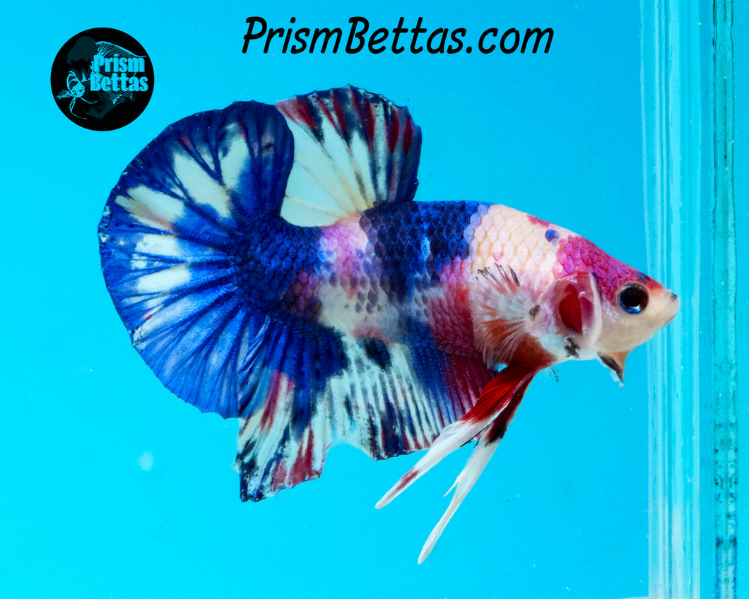 Marble Halfmoon Plakat Male