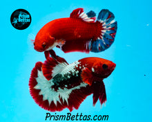 Load image into Gallery viewer, Marble Halfmoon Plakat Male