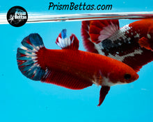 Load image into Gallery viewer, Marble Halfmoon Plakat Female