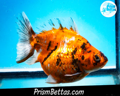 Calico Ryukin Male (5 inch length) Imported from Thailand