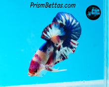 Load image into Gallery viewer, Marble Halfmoon Plakat Male