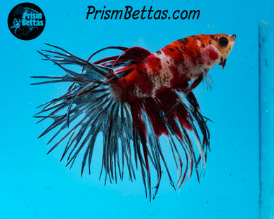 Red Koi Crowntail Male