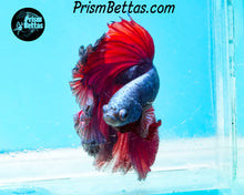 Load image into Gallery viewer, Pink Fantasy Rosetail Halfmoon Male