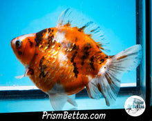 Load image into Gallery viewer, Calico Ryukin Male (6 inch length) Imported from Thailand