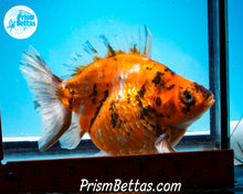 Load image into Gallery viewer, Calico Ryukin Male (6 inch length) Imported from Thailand