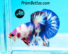 Load image into Gallery viewer, Marble Halfmoon Plakat Male