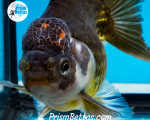 Premium Bronze Panda Oranda Male (5 inch length) Imported from Thailand