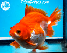 Load image into Gallery viewer, Red and White Ryukin Male (4.75 inch length) Imported from Thailand