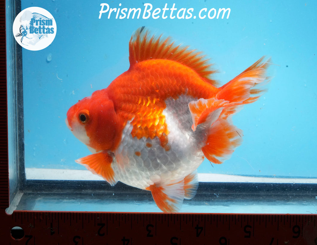 Red and White Ryukin Male (4.75 inch length) Imported from Thailand