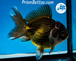 Premium Bronze Panda Oranda Male (5 inch length) Imported from Thailand